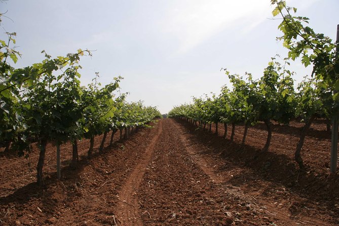 Visit and wine tasting with sausage and BODEGA PIRINEOS cheese - Sampling Four Distinct Wines in a Guided Tasting