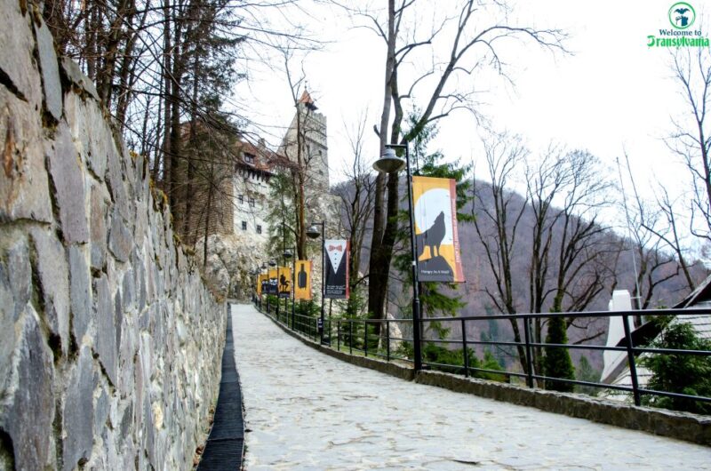 Visit Bear Sanctuary and Bran Castle from Brasov - Who Would Enjoy This Tour Most?