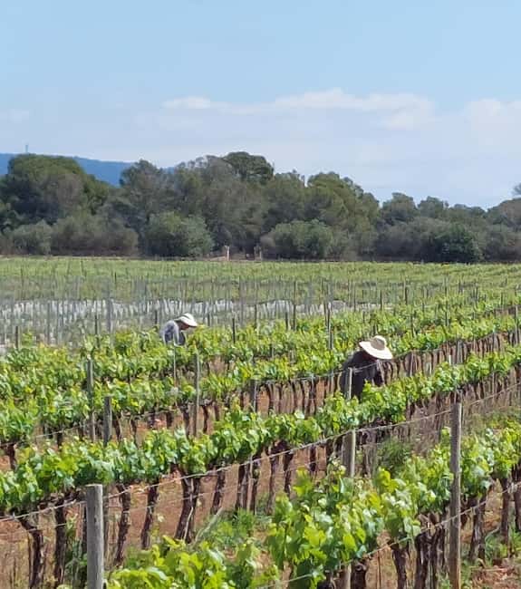 Visit Bodegas Bordoy, taste 5 wines, and enjoy finger food - The Bodegas Bordoy Winery Tour: A Close Look at the Mallorca Experience
