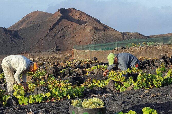 Visit Bodegas Teneguía winery in La Palma with wine Tasting - Discover Bodegas Teneguía in La Palma