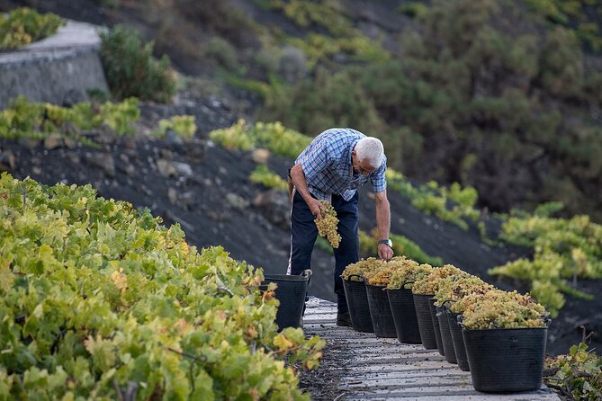 Visit Bodegas Teneguía winery in La Palma with wine Tasting - Wine Tasting at Bodegas Teneguía