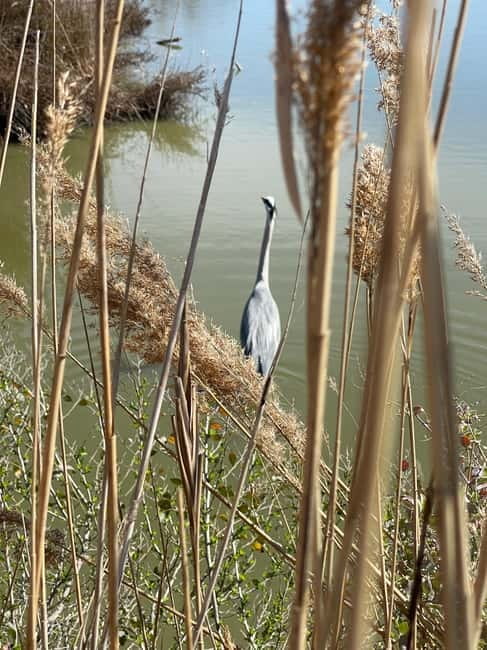 Visit Camargue and Espiguette Lighthouse from Montpellier - Highlights of the Guided Tour: Wildlife and Local Specialties