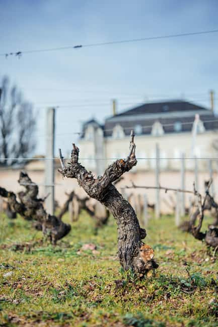 Visit : Château du Moulin-à-Vent, where time is an ally - Visit to the Clos de Londres Vineyard