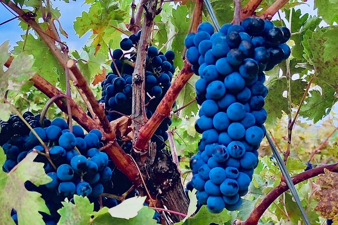 Visit Cuenca and a Vineyard in Spanish Tuscany from Madrid - Key Points