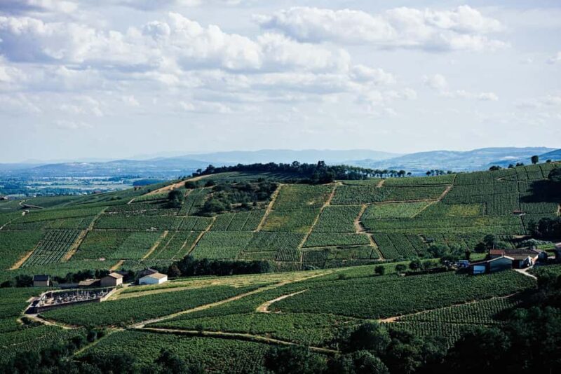 Visit : From Château des Thorins to Château du Moulin-à-Vent - Discover the Charm of the Château du Moulin-à-Vent and Its Vineyards