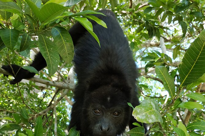 Visit Kohunlich with the option of Professional Native Guides - Logistics: Pickup, Transport, and Small Group Experience