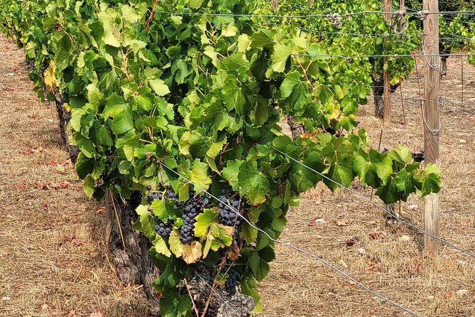 Visit Mademoiselle Château and Wine Tasting on Hillsides of Nice - Accessibility and Practical Details for Visitors