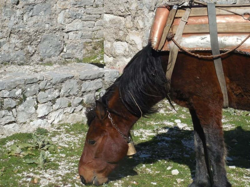 Visit Monastery of Mesopotam & Archaeological Park of Finiq - Explore the Monastery of Mesopotam & Archaeological Park of Finiq in Albania