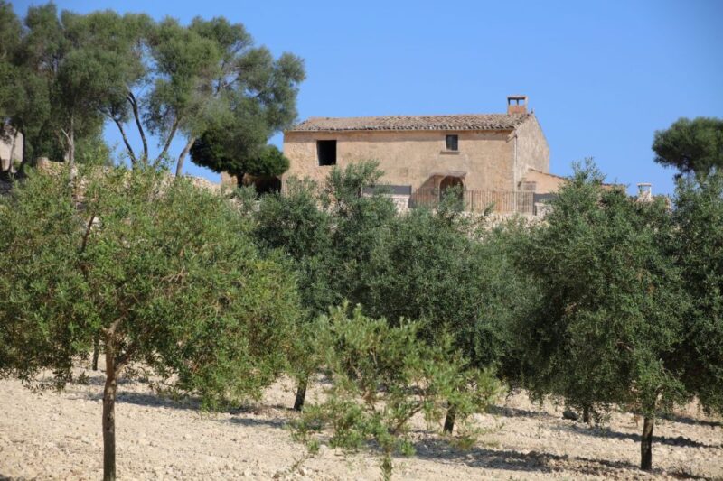 Visit of the olive grove, olive oil tasting and snack - Tasting the Olive Oil and Local Mallorcan Snacks