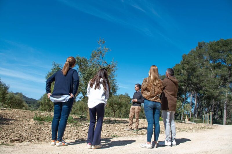 Visit of the olive grove, olive oil tasting and snack - Scenic Walks and Views on the Finca