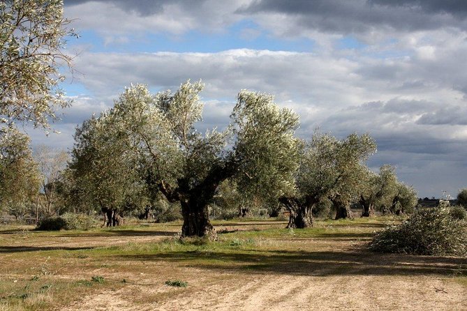 Visit olive grove centenary with oil tasting course - Explore a Centuries-Old Olive Grove with Organic Farming Insights