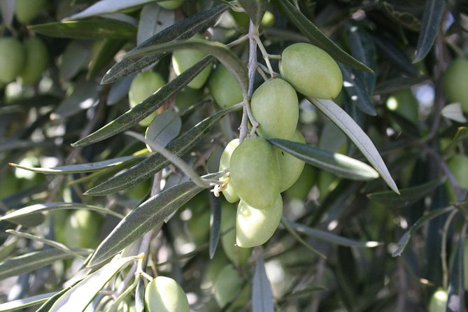 Visit olive grove centenary with oil tasting course - Convenient Meeting Point and Tour Logistics