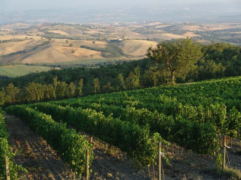 Visit our scenic winery and enjoy a tasting of award-winning organic wines - Explore a Scenic Tuscan Winery with Award-Winning Organic Wines