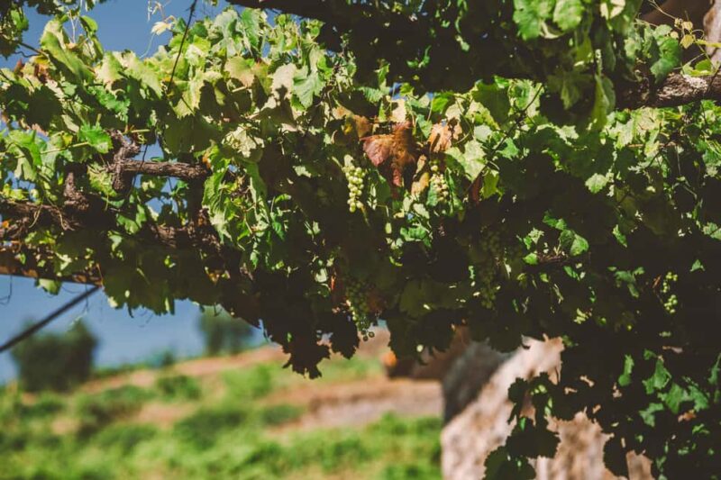 Visit Qt Sobre a Fonte with wine tasting and picnic - pet friendly - Frequently Asked Questions