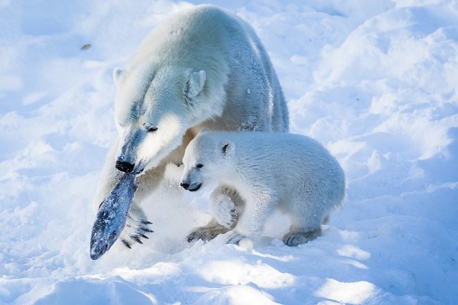 Visit Ranua Arctic Wildlife Park from Kemi - Explore the Northernmost Wildlife Park in the World: Ranua Arctic Wildlife Park