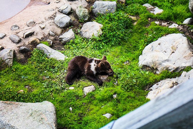 Visit Ranua Arctic Wildlife Park from Kemi - Convenient Transportation with Hotel Pickup from Kemi