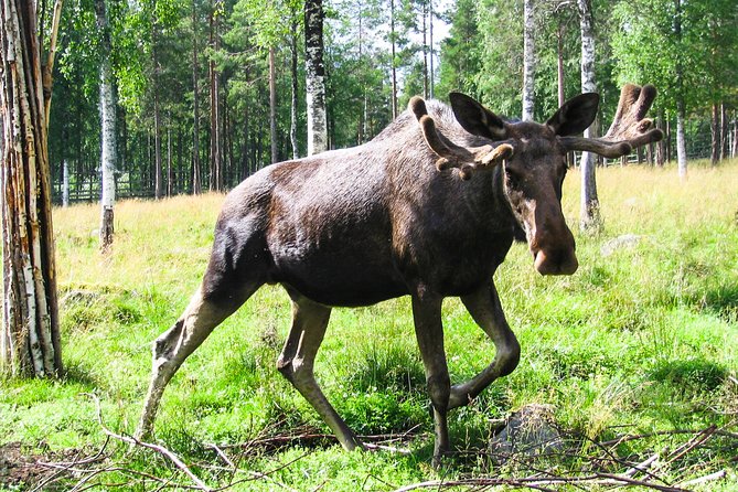 Visit Ranua Arctic Wildlife Park from Kemi - Discover the Main Residents: Polar Bears and Arctic Animals
