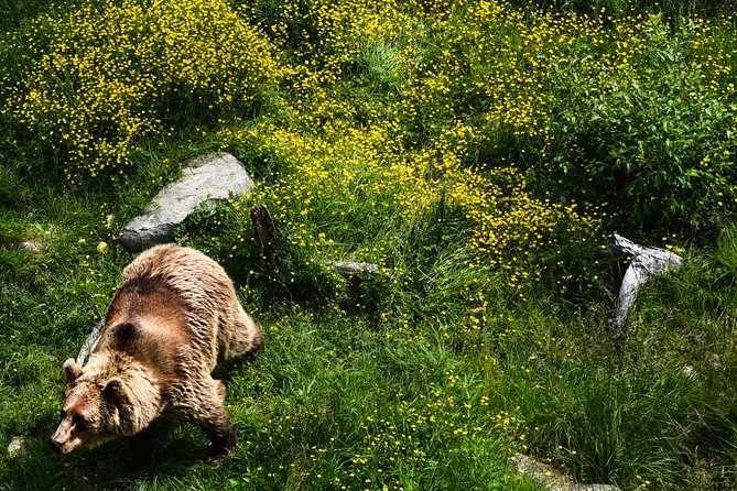 Visit Ranua Arctic Wildlife Park from Kemi - The Experience on a Winter Day at Ranua