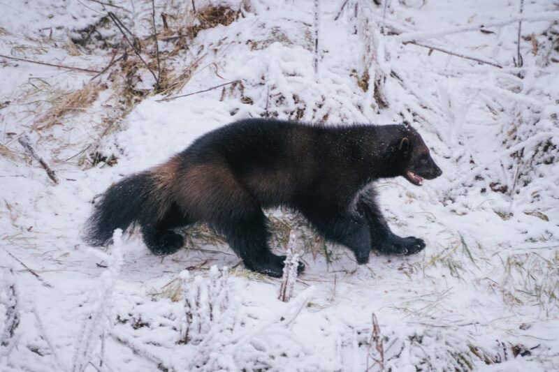 Visit Ranua Wildlife Park with Photographer - Ranua Wildlife Park: The Northernmost Zoo in the World