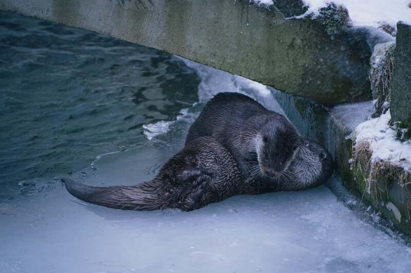 Visit Ranua Wildlife Park with Photographer - The Role of the Professional Photographer Guide