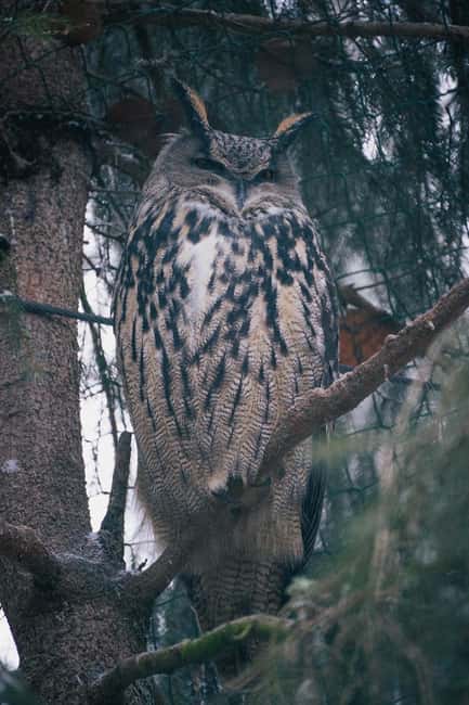 Visit Ranua Wildlife Park with Photographer - Comparing Ranua to Other Arctic Experiences