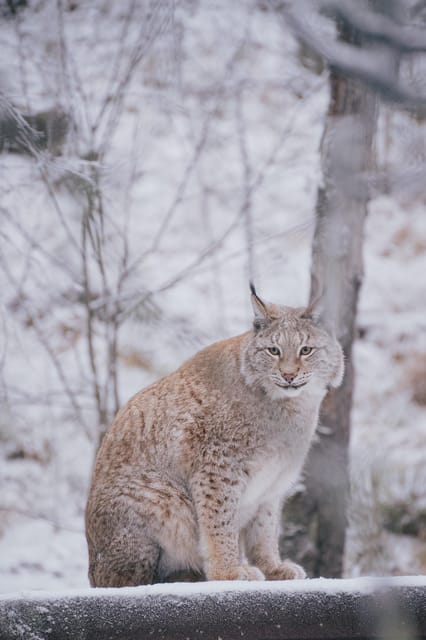 Visit Ranua Wildlife Park with Photographer - Who Will Appreciate This Tour Most