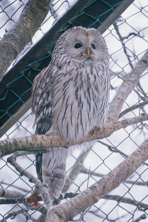 Visit Ranua Wildlife Park with Photographer - Frequently Asked Questions