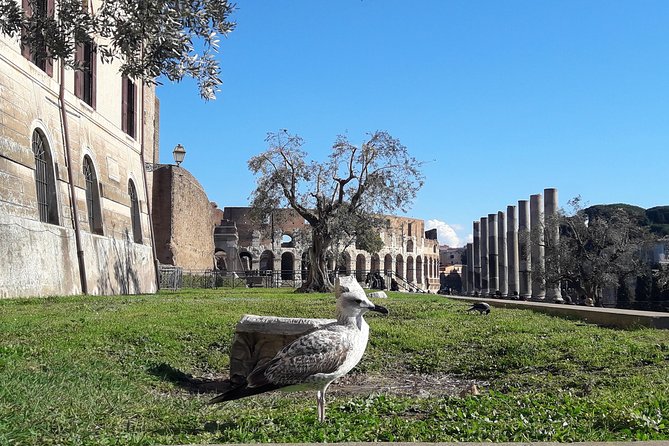 Visit Rome Highlights in 1 Day: VIP Coliseum and Vatican Tour, lunch & transfers - Exploring Ancient Rome at the Roman Forum and Palatine Hill