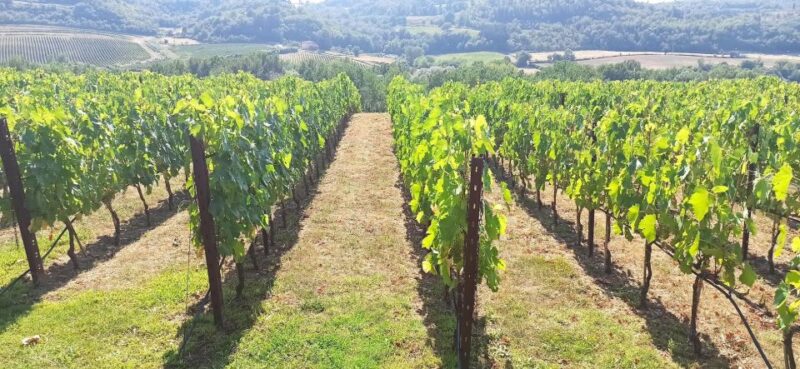 Visit Siena and San Gimignano with lunch at a family farm - Exploring Siena’s Medieval Charm and UNESCO Heritage