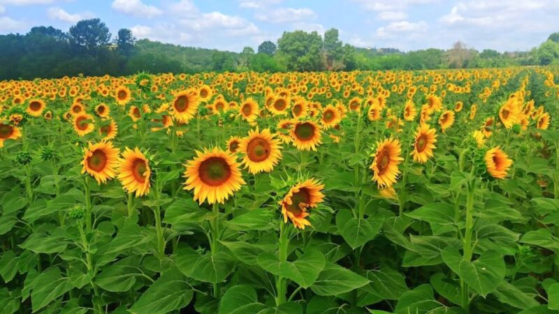 Visit Siena and San Gimignano with lunch at a family farm - Discovering San Gimignano’s Towered Skyline