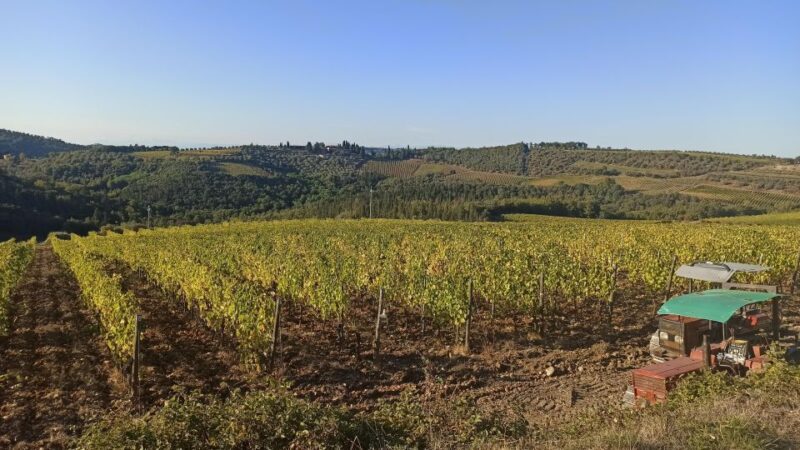 Visit Siena and San Gimignano with lunch at a family farm - Scenic Photo Stop in the Chianti Hills