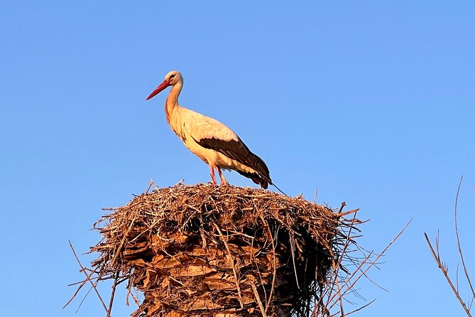 Visit Silves Medieval Town by Boat with Hop-Off Hop-On - The Experience of Guides from Capitão Nemo Algarve
