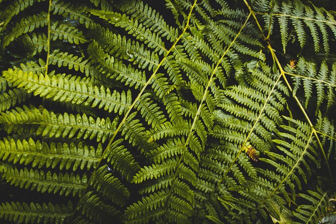 Visit Snoqualmie and Hike to Twin Falls (Transportation included) - Physical Fitness Expectations and Accessibility