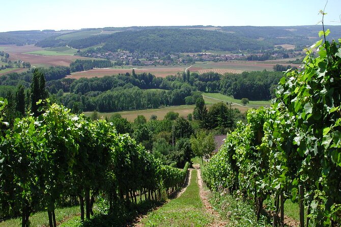 Visit-Tasting-Sale - Guided Wine Tasting: Discovering Burgundy’s Elegance