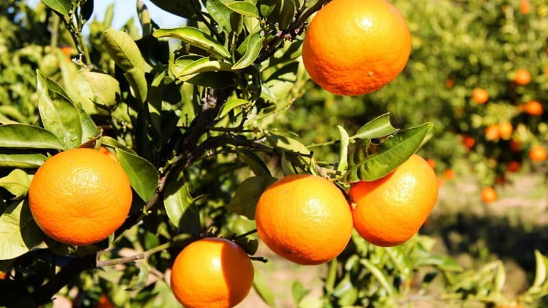 Visit the city of Konispol - Starting from Saranda to the Heart of Konispol