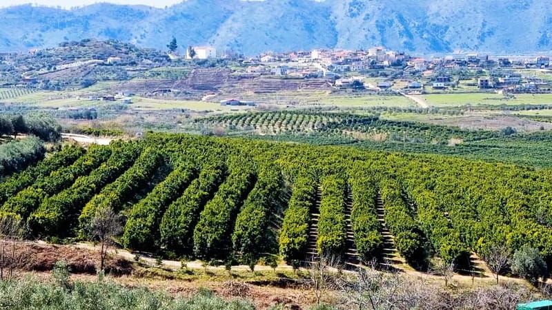 Visit the city of Konispol - A Visit to the Mandarin Plantation