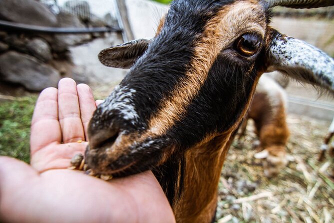 Visit the Ethnographic Park of La Gomera - Additional Facilities and Experiences