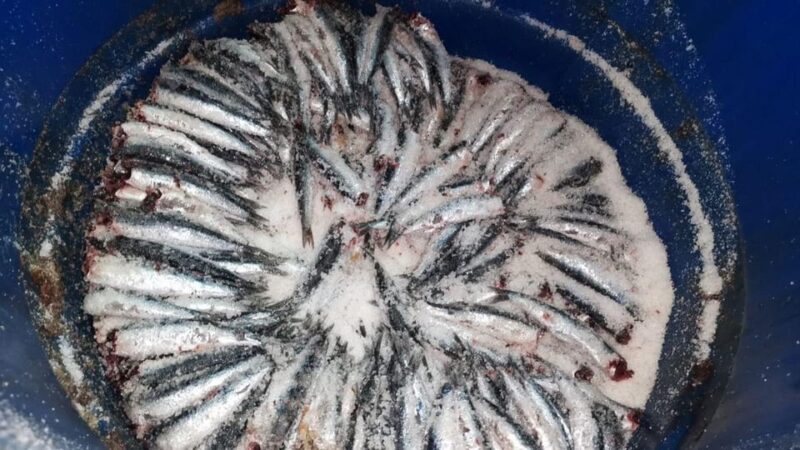 Visit the factory of the Best Anchovies, Santoña, personalized in Spanish - What Makes the Santoña Anchovy Factory Special?