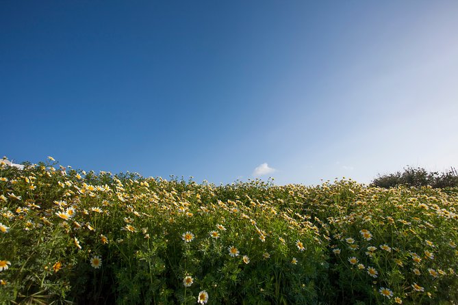 Visit the Highlights of Santorini island. - Logistical Details and Meeting Point Convenience