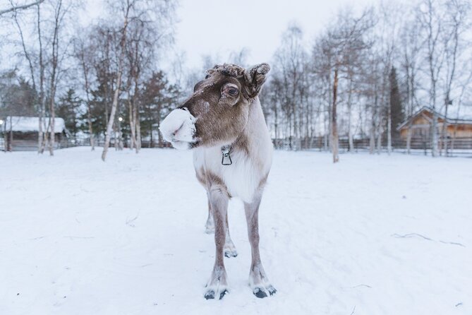 Visit the Sami and Reindeer in a Day Trip from Abisko - Suitability and Practical Tips