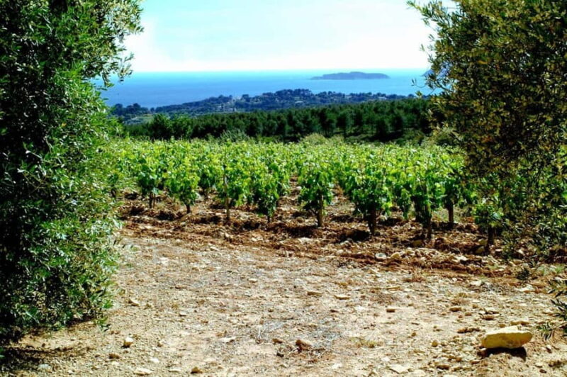 Visit the vineyards and discover Bandol wines - Tasting Four Distinct Bandol Wines