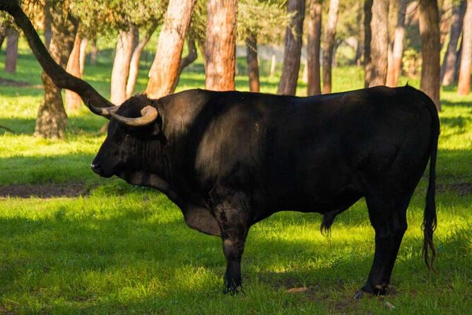 Visit to a brave bull farm in Andalusia - Start at Sevilla Moving with a Spacious, Air-Conditioned Transport