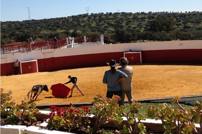 Visit to a brave bull farm in Andalusia - The Guide and Review Highlights