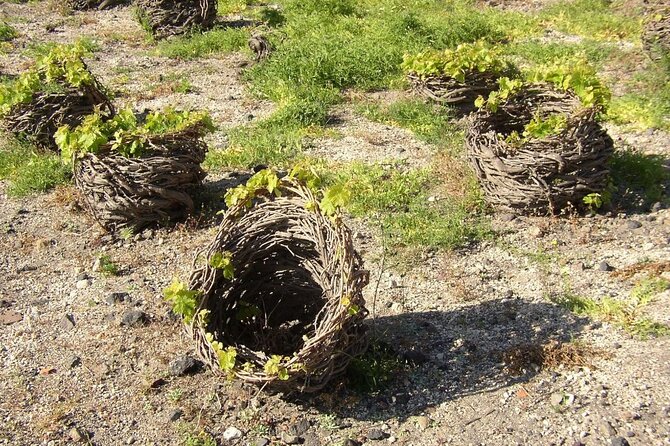 Visit to a Wine Museum and Wine Tasting in Santorini - The Unique Underground Setting of Wine Museum Koutsoyiannopoulos