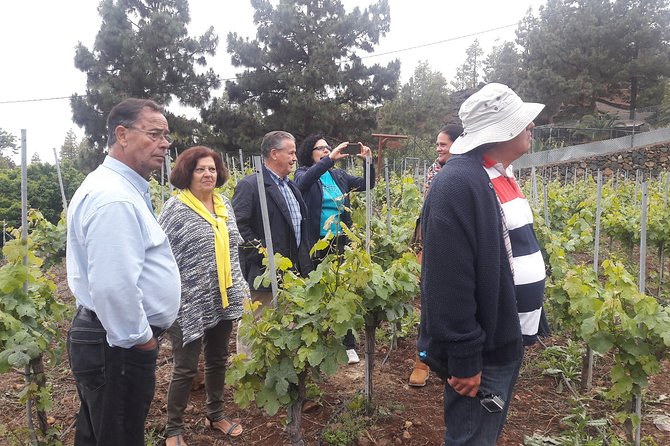 Visit to Arafo Mountain Vineyard and Organic Wine Tasting - Key Points