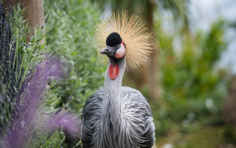 Visit to Madeira Bird Island - Encountering Flamingos and Feeding Koi Carp