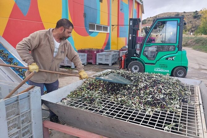 Visit to olive grove and olive mill with oil tasting and tasting - Practical Details of the Tour