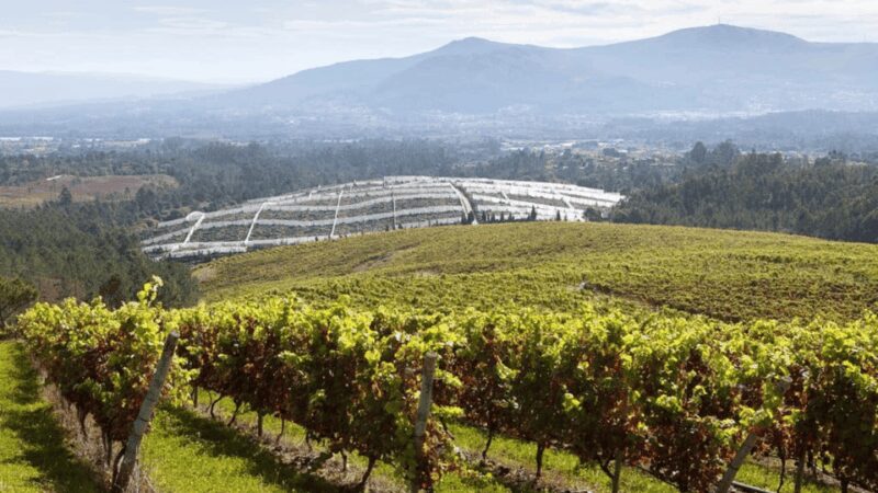 Visit to the Adegas Valmiñor winery and tasting - Key Points