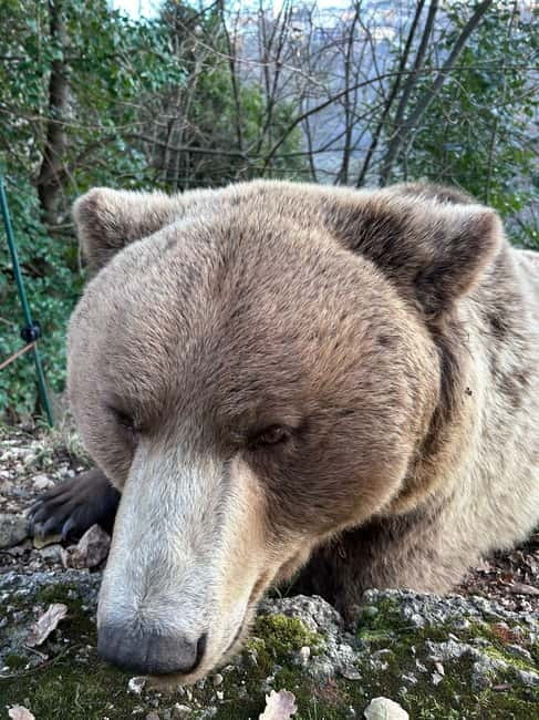 Visit to the bear wildlife area and the medieval tower - Key Points