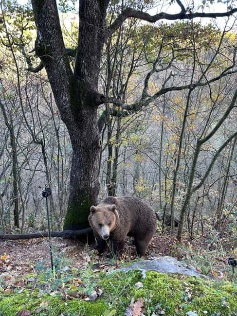 Visit to the bear wildlife area and the medieval tower - Exploring the Brown Bear Wildlife Area in Lazio